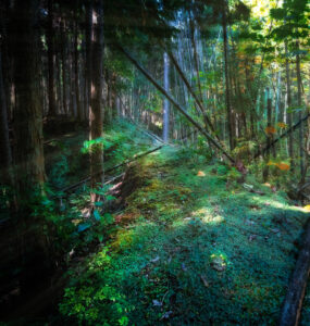 Enchanted forest with majestic giant tree in Chiba, Japan, exuding mystery and tranquility.