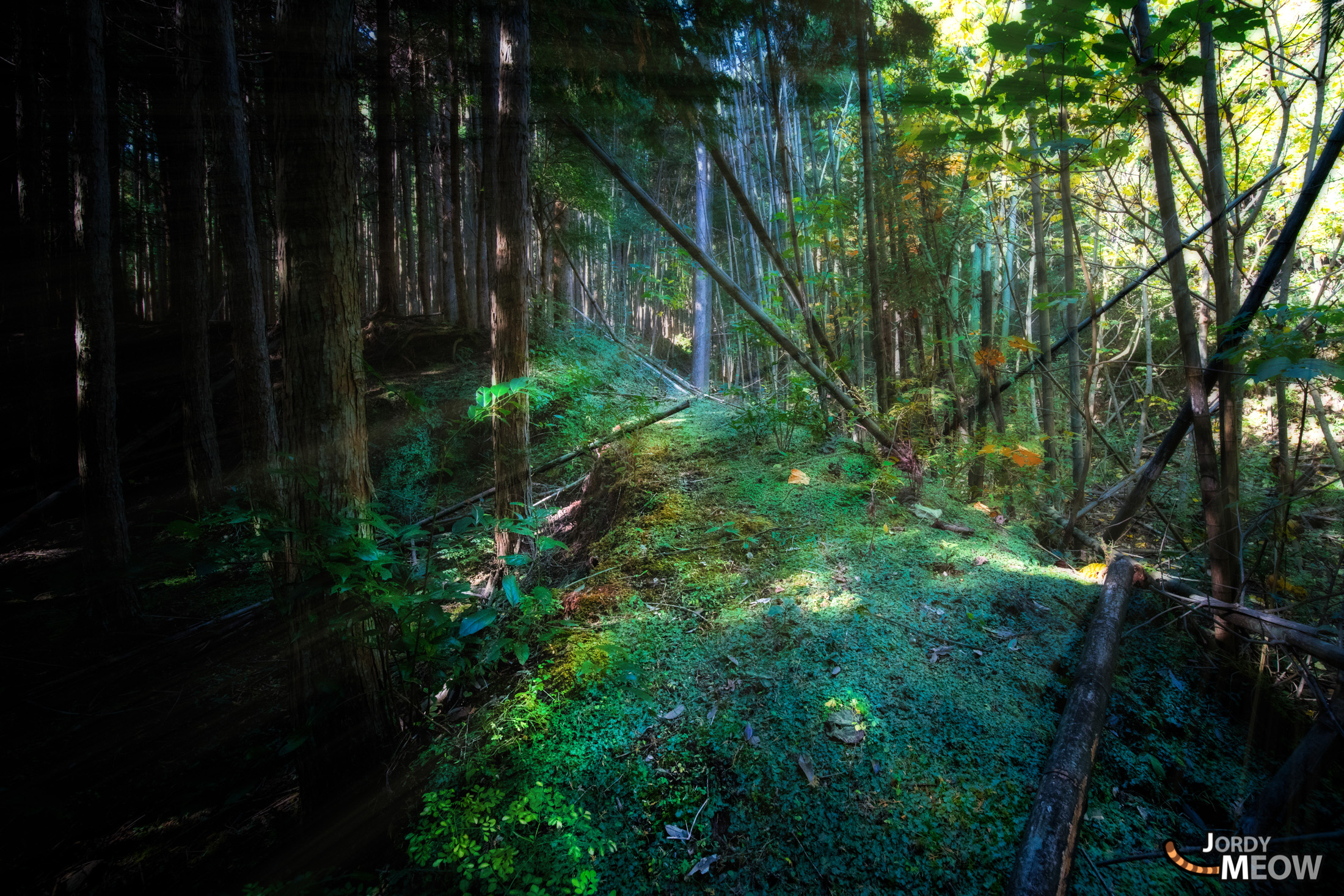 Enchanted forest with majestic giant tree in Chiba, Japan, exuding mystery and tranquility.