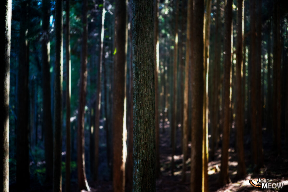 asia, chiba, forest, japan, japanese, kanto, natural, nature, people