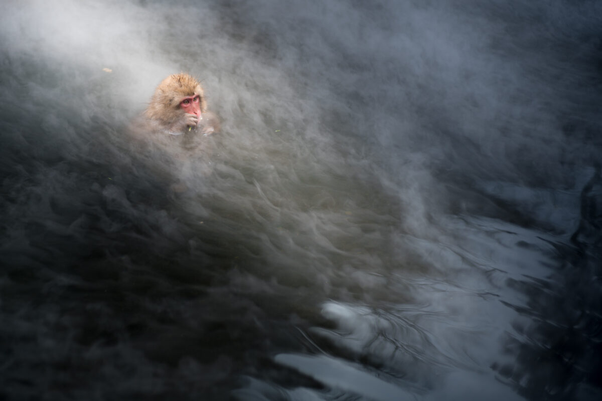 animal, asia, chubu, japan, japanese, monkey, nagano, natural, nature, onsen, yamanouchi