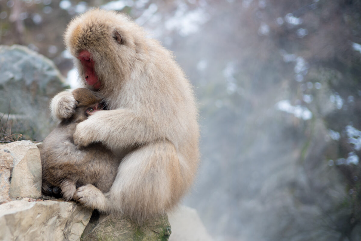 animal, asia, chubu, japan, japanese, monkey, nagano, natural, nature, yamanouchi