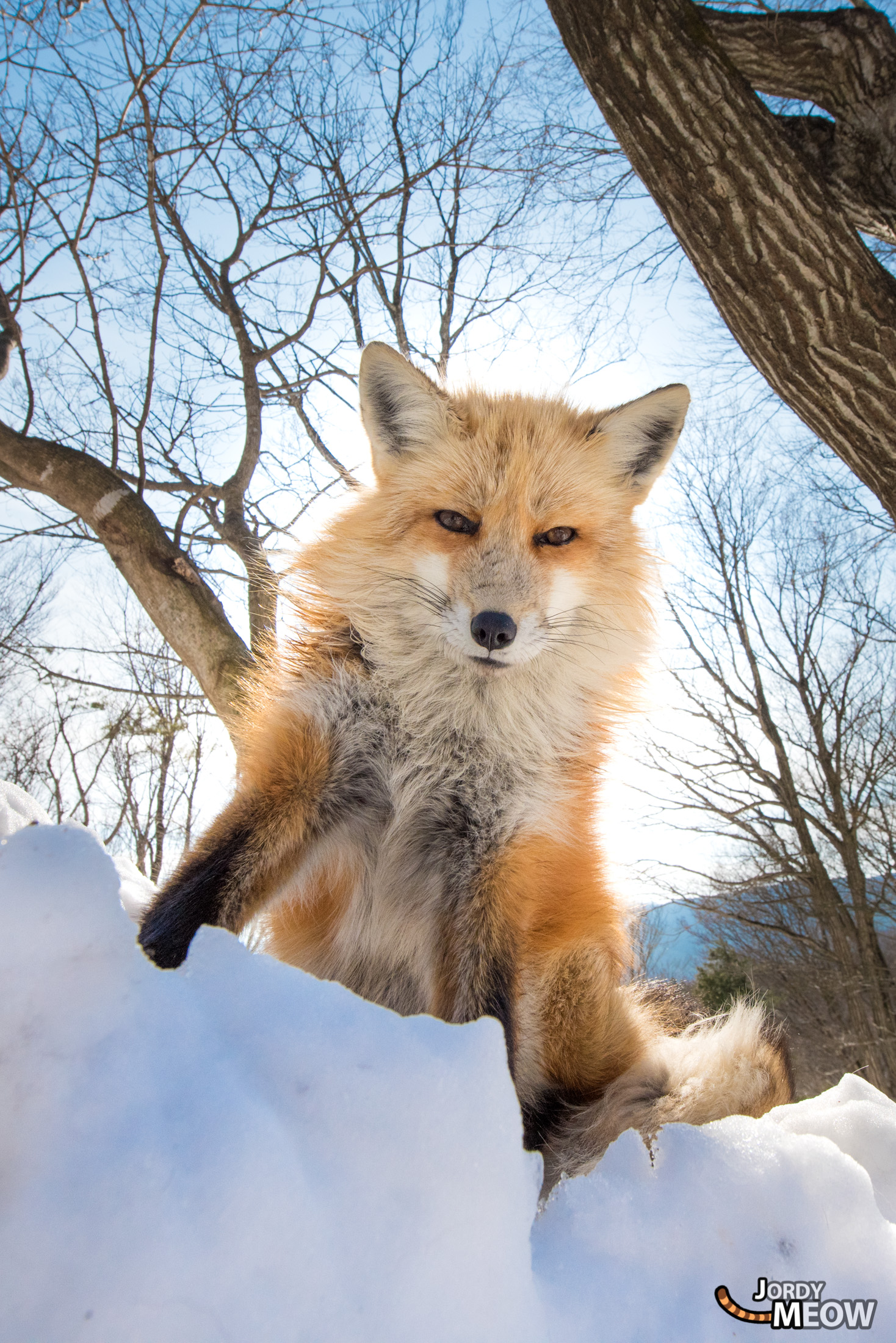 animal, fox, japan, japanese, miyagi, natural, nature, snow, tohoku, winter