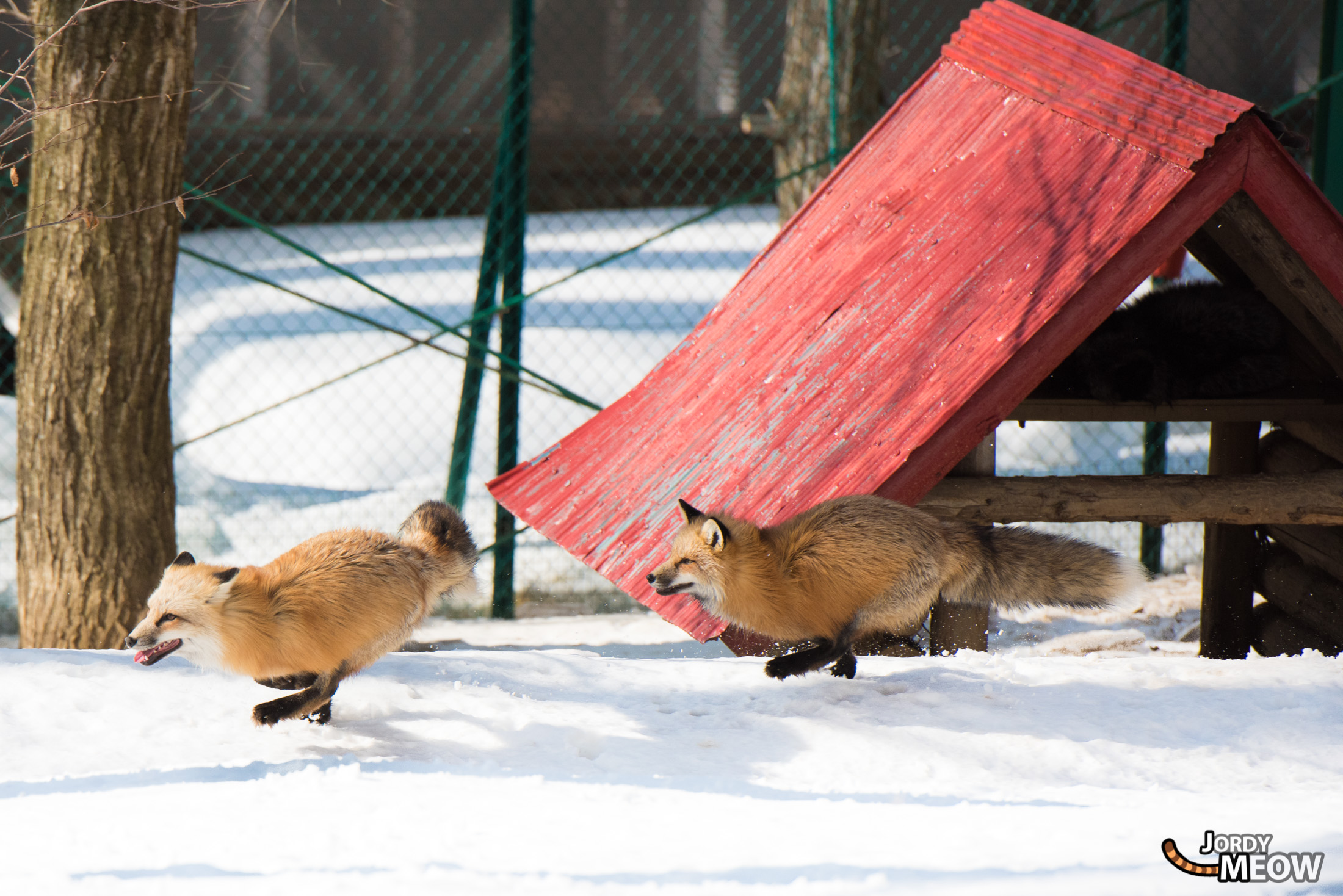 animal, fox, japan, japanese, miyagi, natural, nature, snow, tohoku, winter