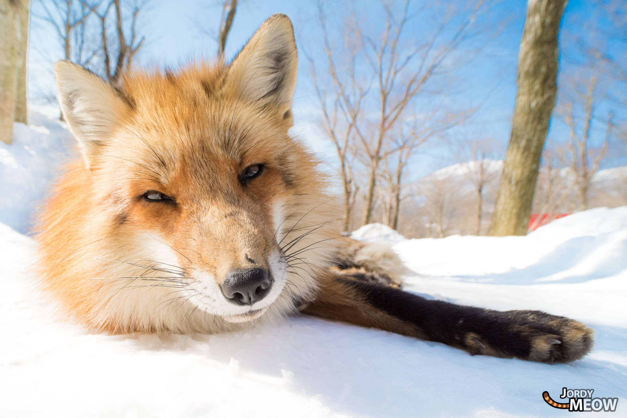 animal, fox, japan, japanese, miyagi, natural, nature, snow, tohoku, winter