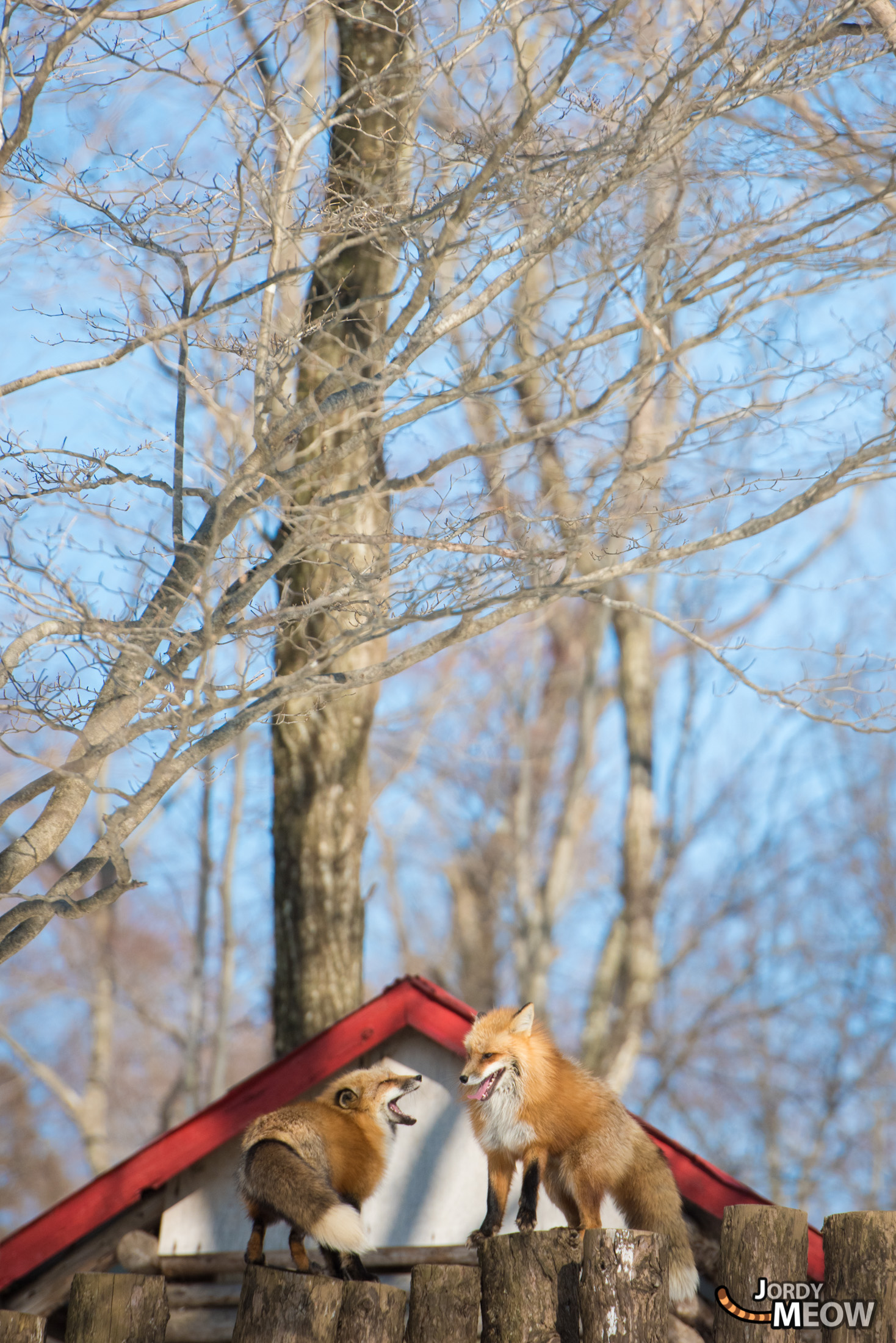 animal, fox, japan, japanese, miyagi, natural, nature, snow, tohoku, winter