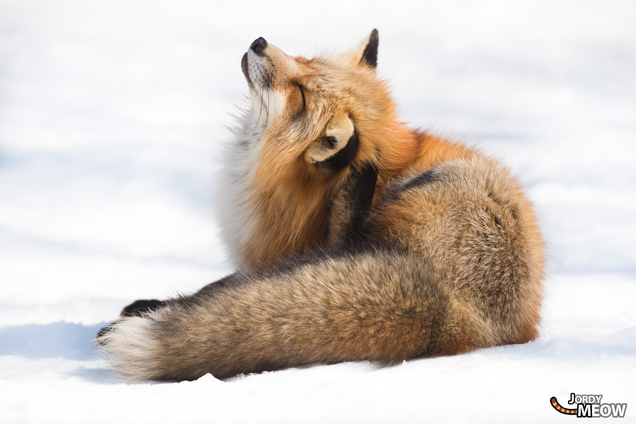 animal, fox, japan, japanese, miyagi, natural, nature, snow, tohoku, winter