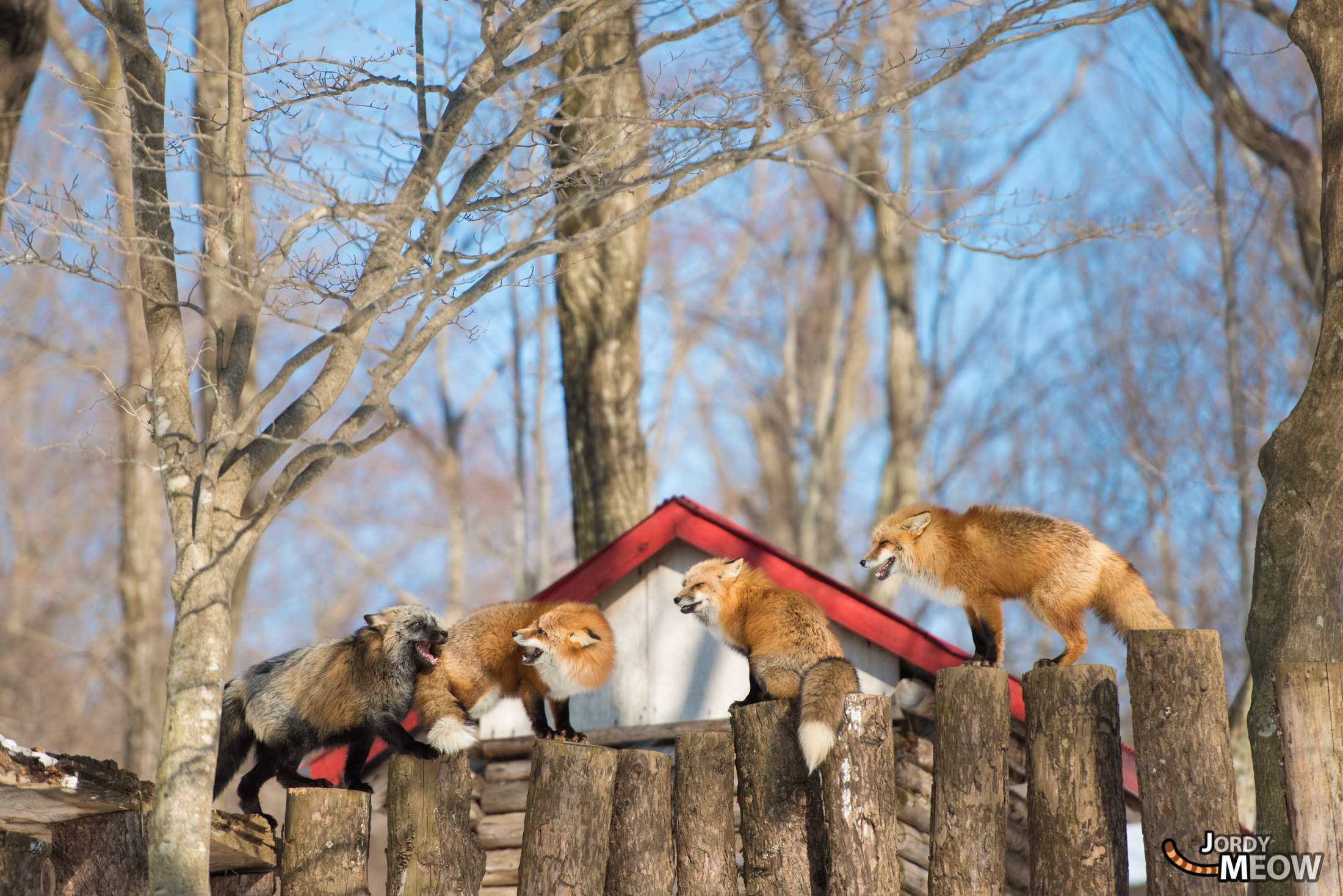 animal, fox, japan, japanese, miyagi, natural, nature, snow, tohoku, winter