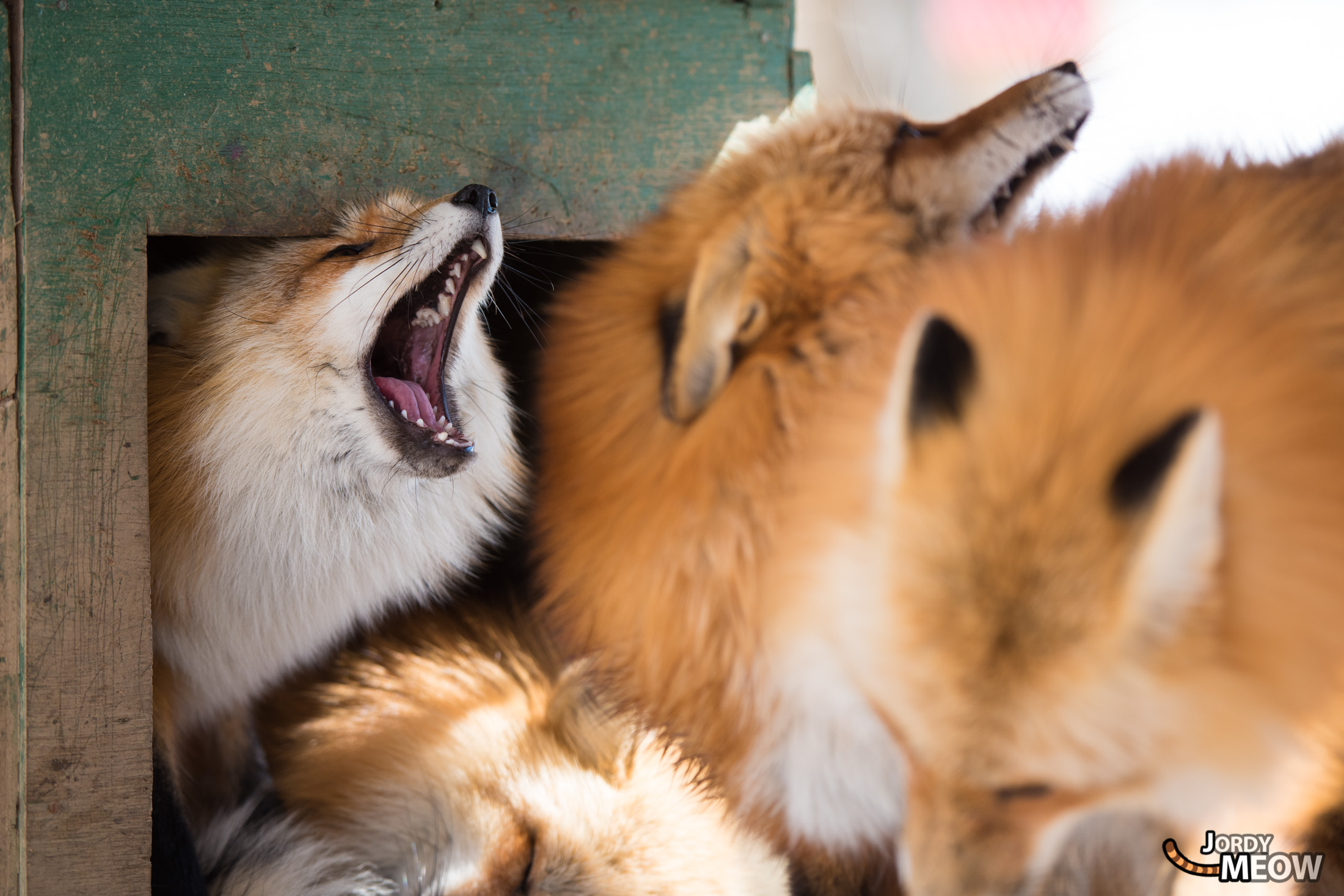 animal, fox, japan, japanese, miyagi, natural, nature, snow, tohoku, winter