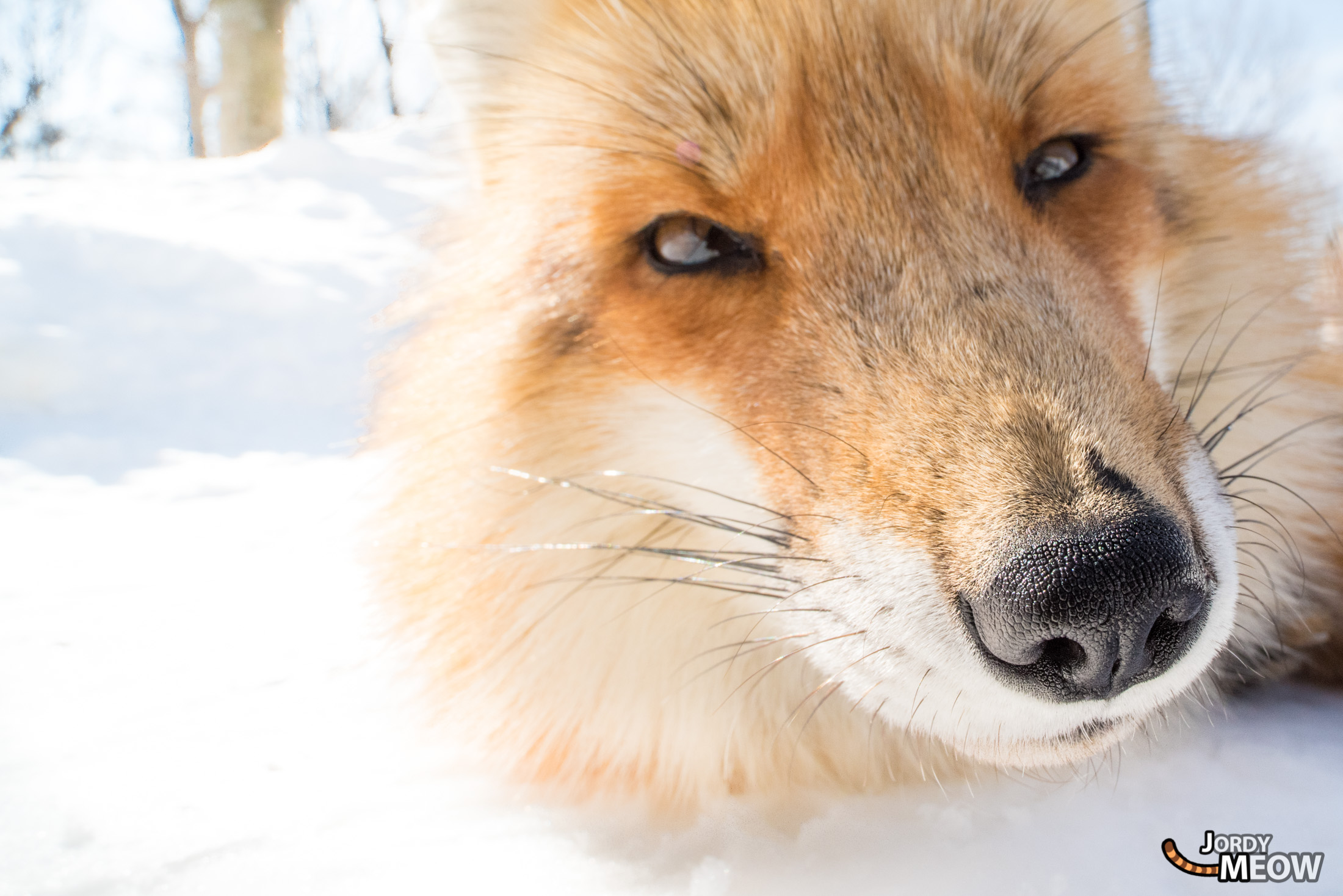 animal, fox, japan, japanese, miyagi, natural, nature, snow, tohoku, winter