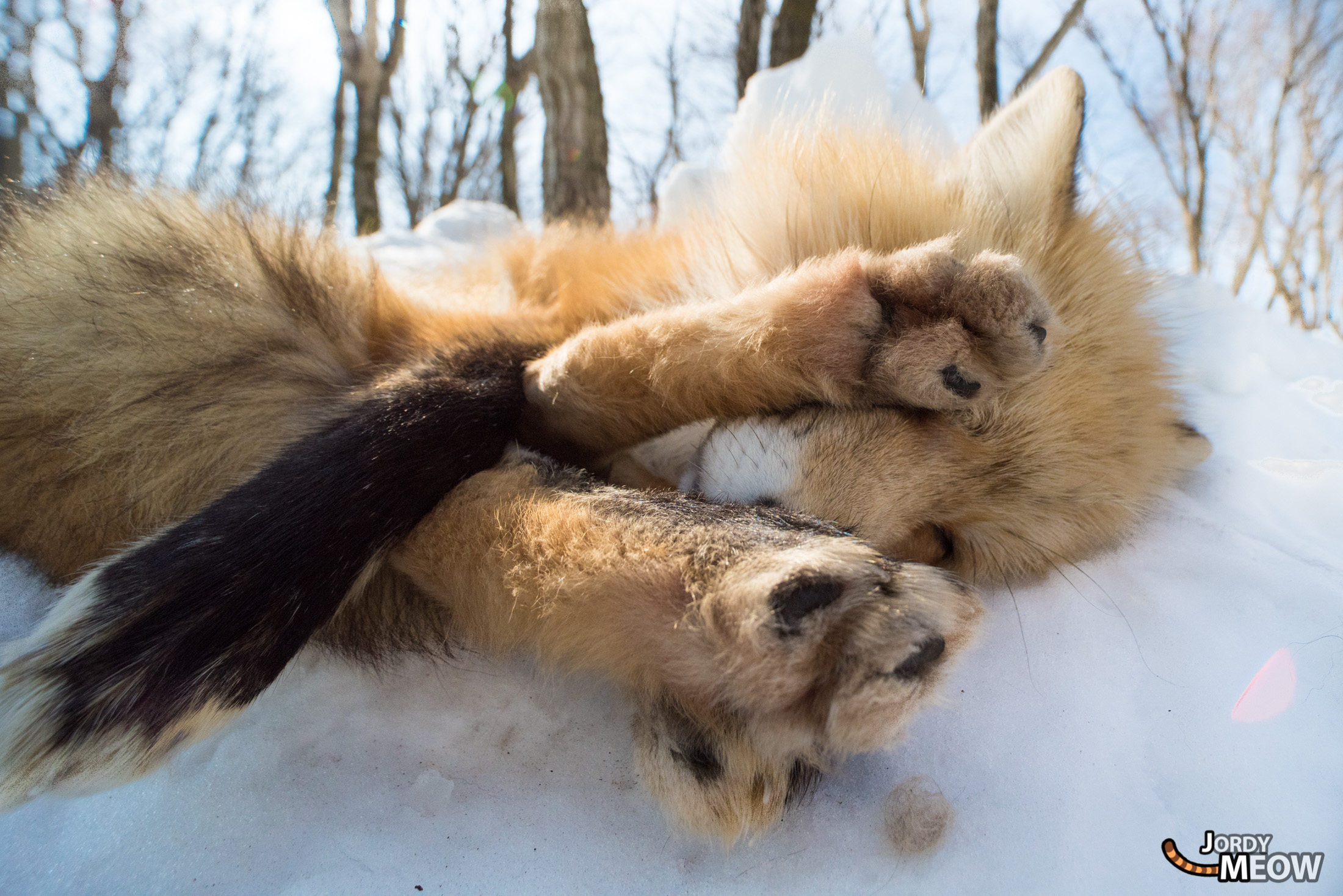 animal, fox, japan, japanese, miyagi, natural, nature, snow, tohoku, winter