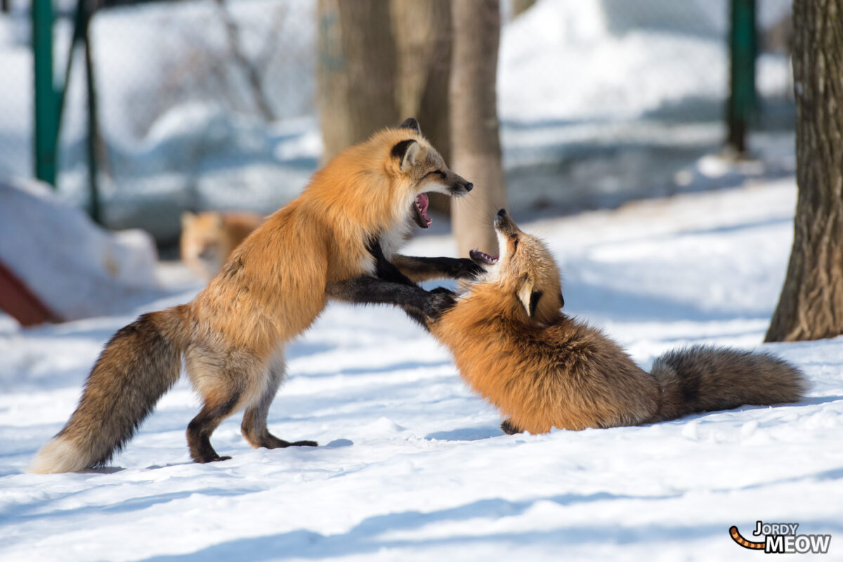 animal, asia, fox, japan, japanese, miyagi, natural, nature, snow, tohoku, winter