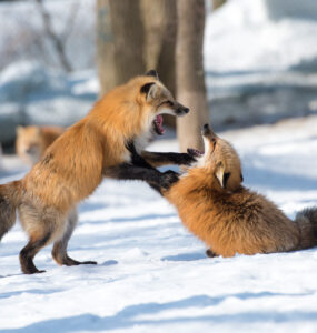 Enchanting snow foxes playing in Miyagis winter wonderland.