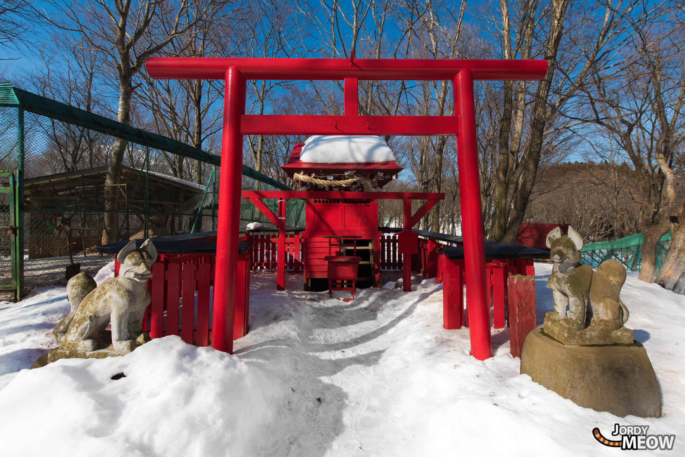 animal, fox, japan, japanese, miyagi, natural, nature, religion, religious, shinto, snow, spiritual, tohoku, tori, winter