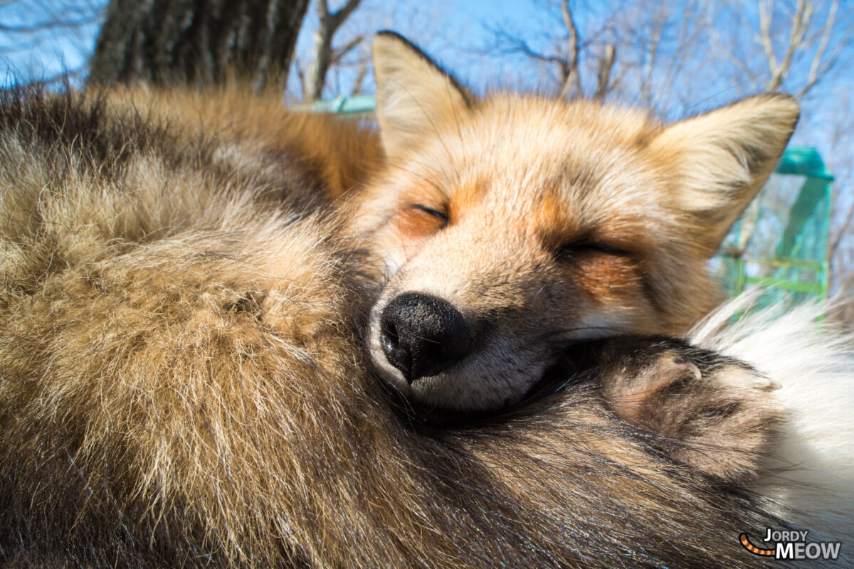 animal, asia, fox, japan, japanese, miyagi, natural, nature, snow, tohoku, winter