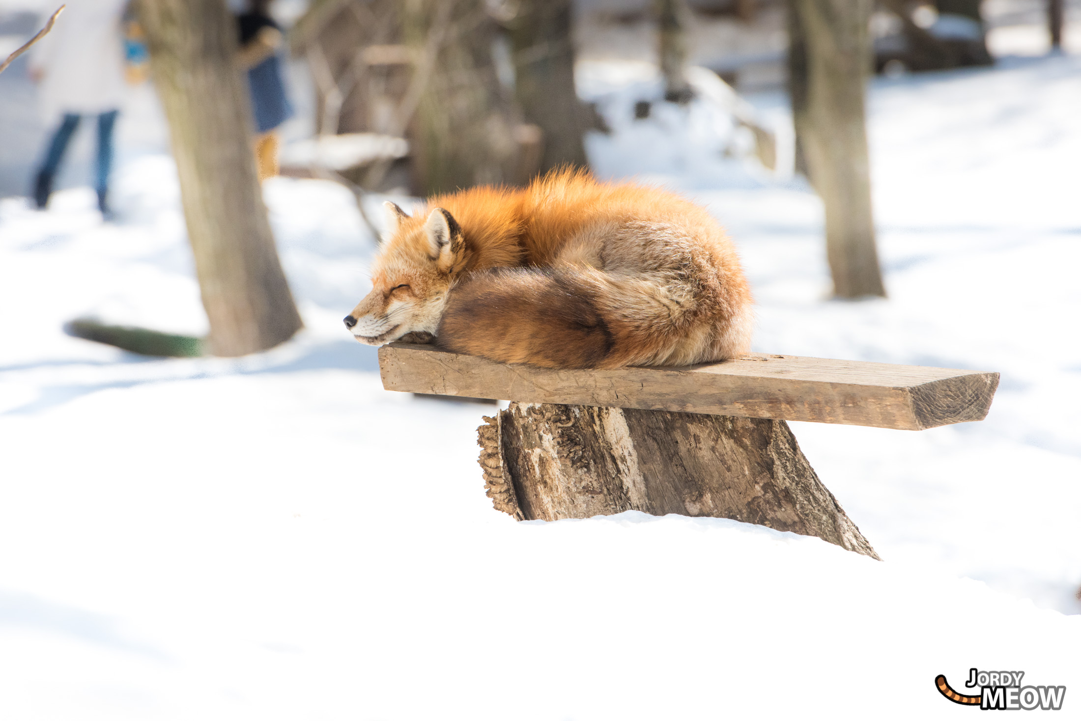 animal, fox, japan, japanese, miyagi, natural, nature, snow, tohoku, winter