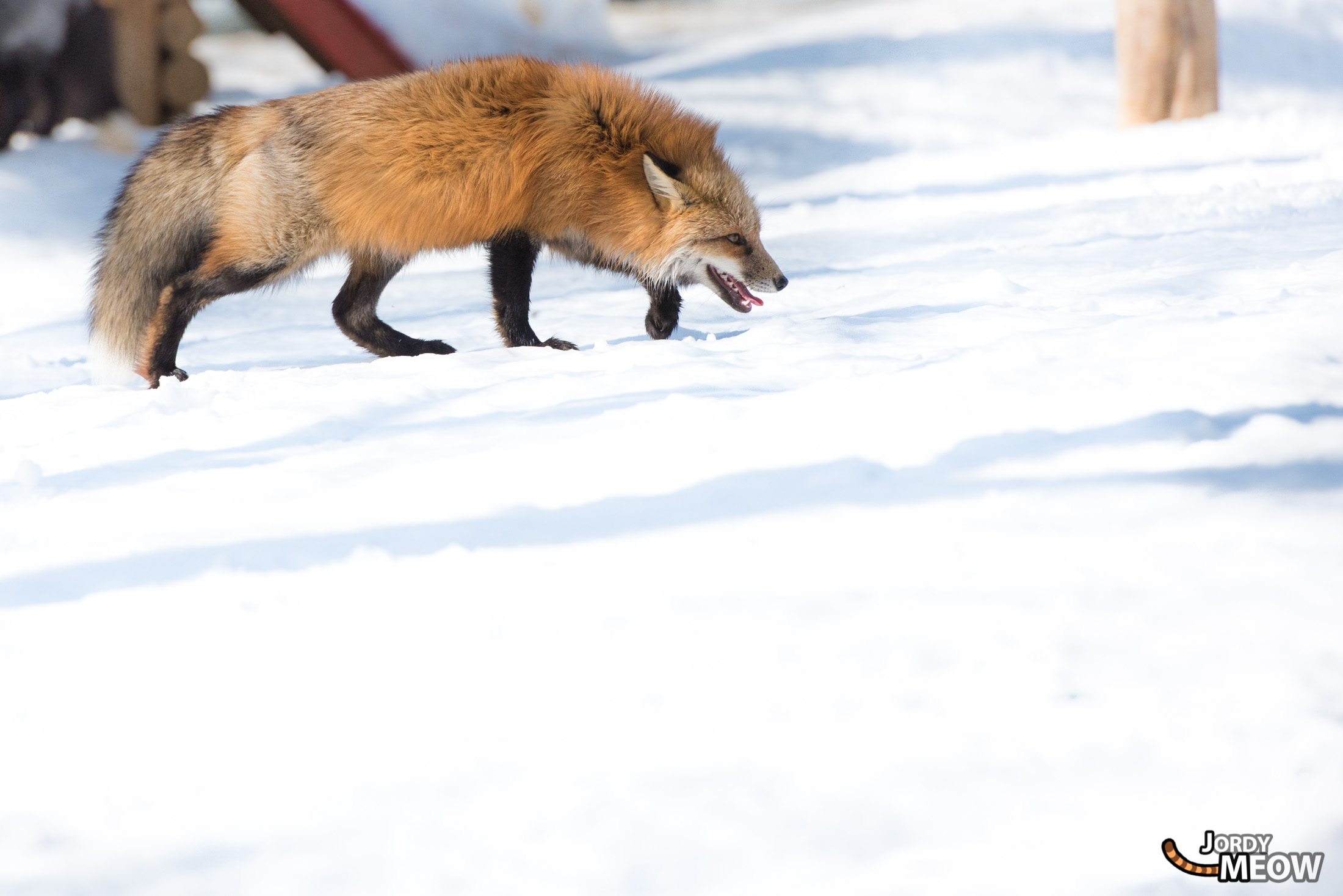 animal, fox, japan, japanese, miyagi, natural, nature, snow, tohoku, winter