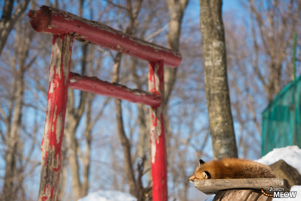 animal, asia, fox, japan, japanese, miyagi, natural, nature, religion, religious, shinto, snow, spiritual, tohoku, tori, winter