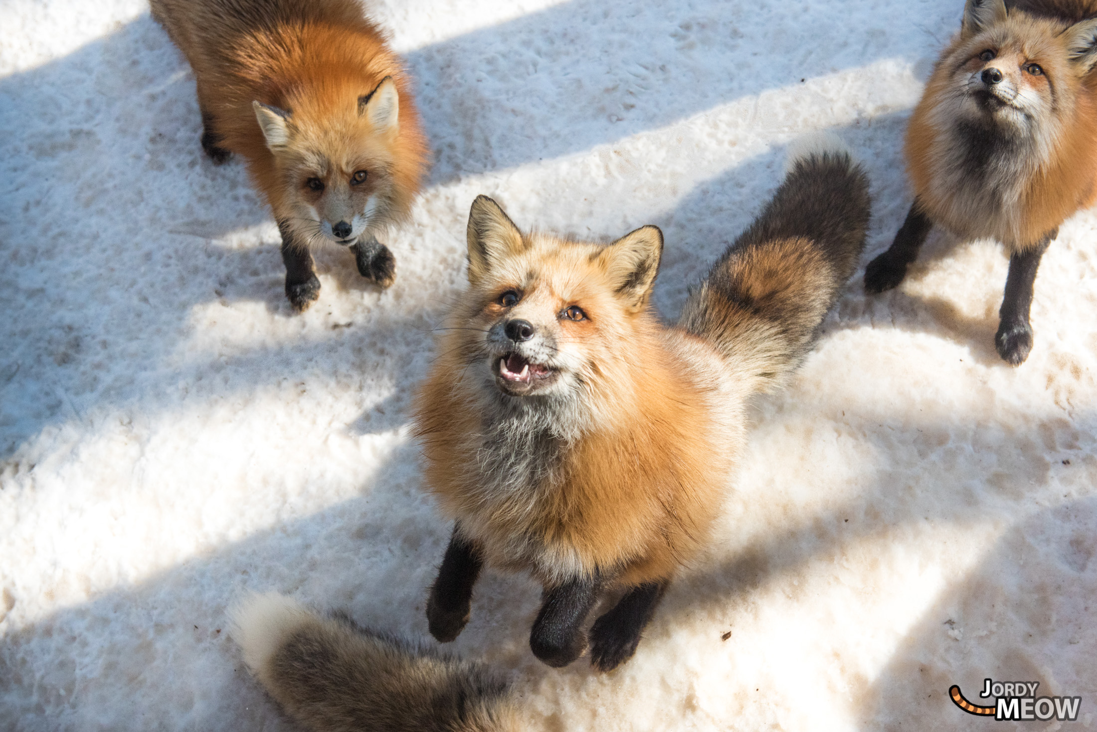 animal, fox, japan, japanese, miyagi, natural, nature, snow, tohoku, winter