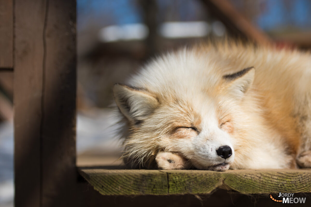 animal, asia, fox, japan, japanese, miyagi, natural, nature, snow, tohoku, winter