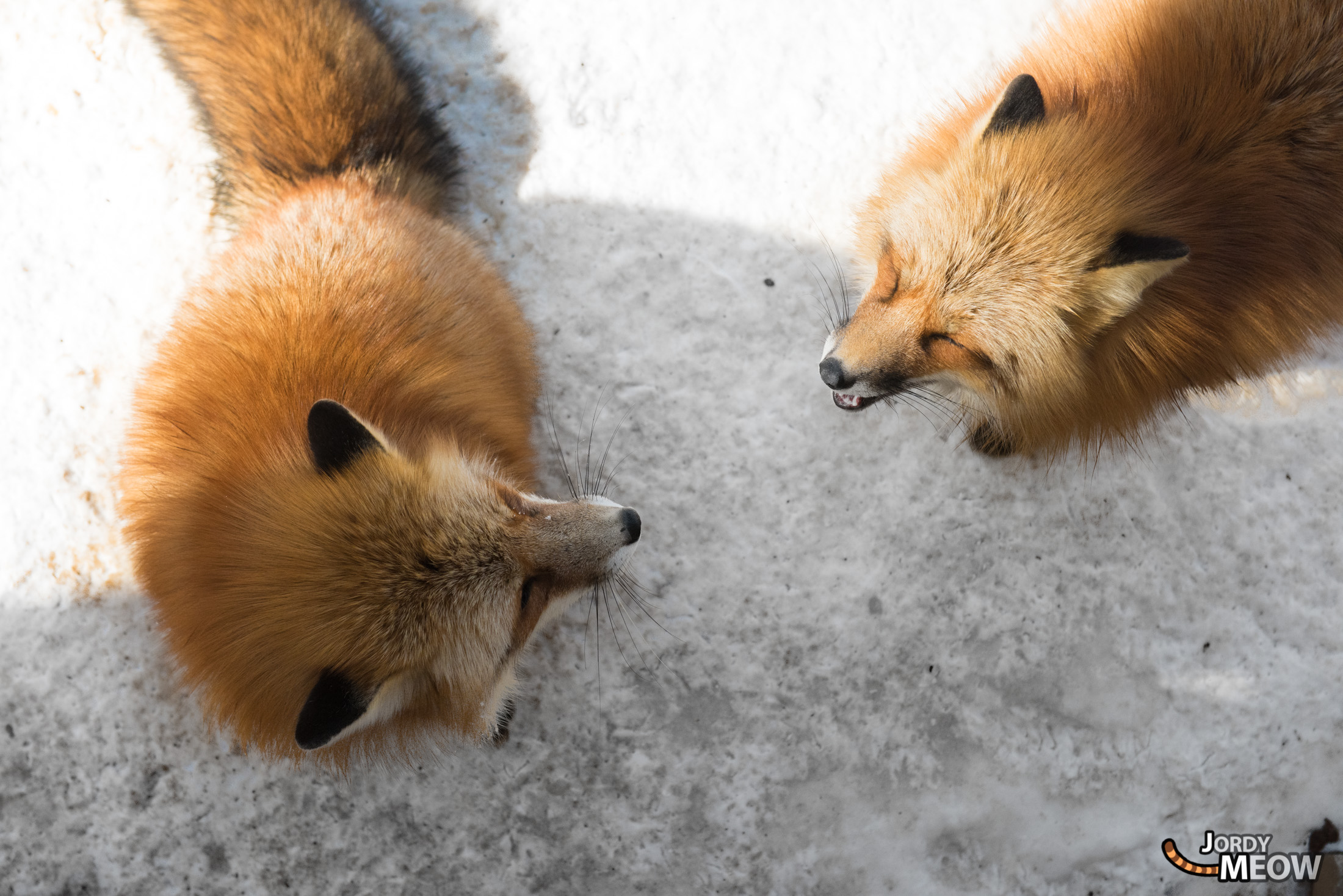 animal, fox, japan, japanese, miyagi, natural, nature, snow, tohoku, winter