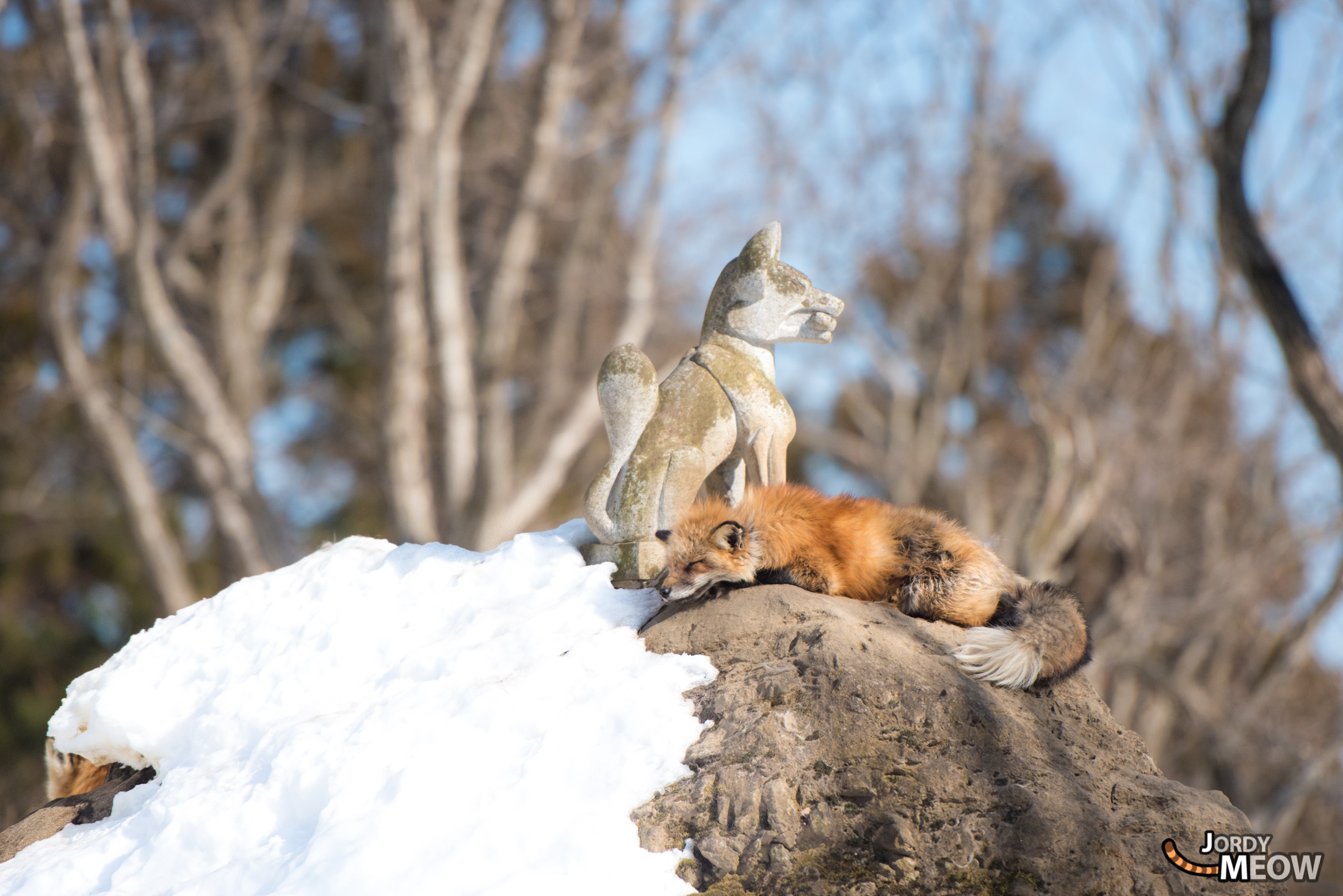 animal, fox, japan, japanese, miyagi, natural, nature, snow, tohoku, winter