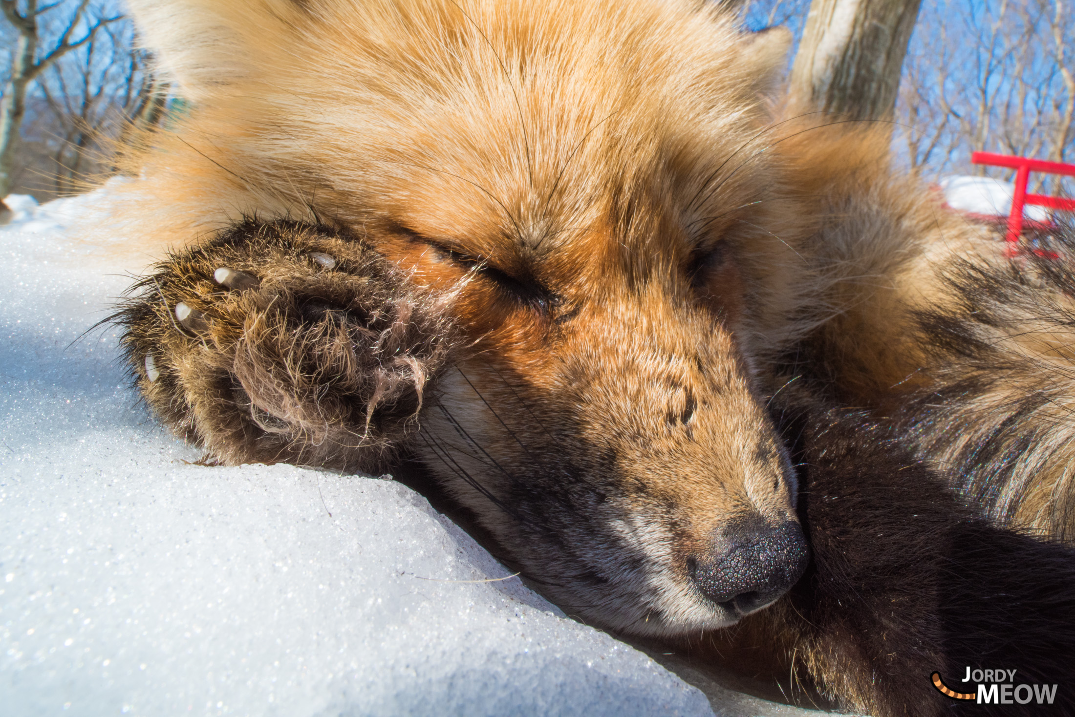 animal, fox, japan, japanese, miyagi, natural, nature, snow, tohoku, winter