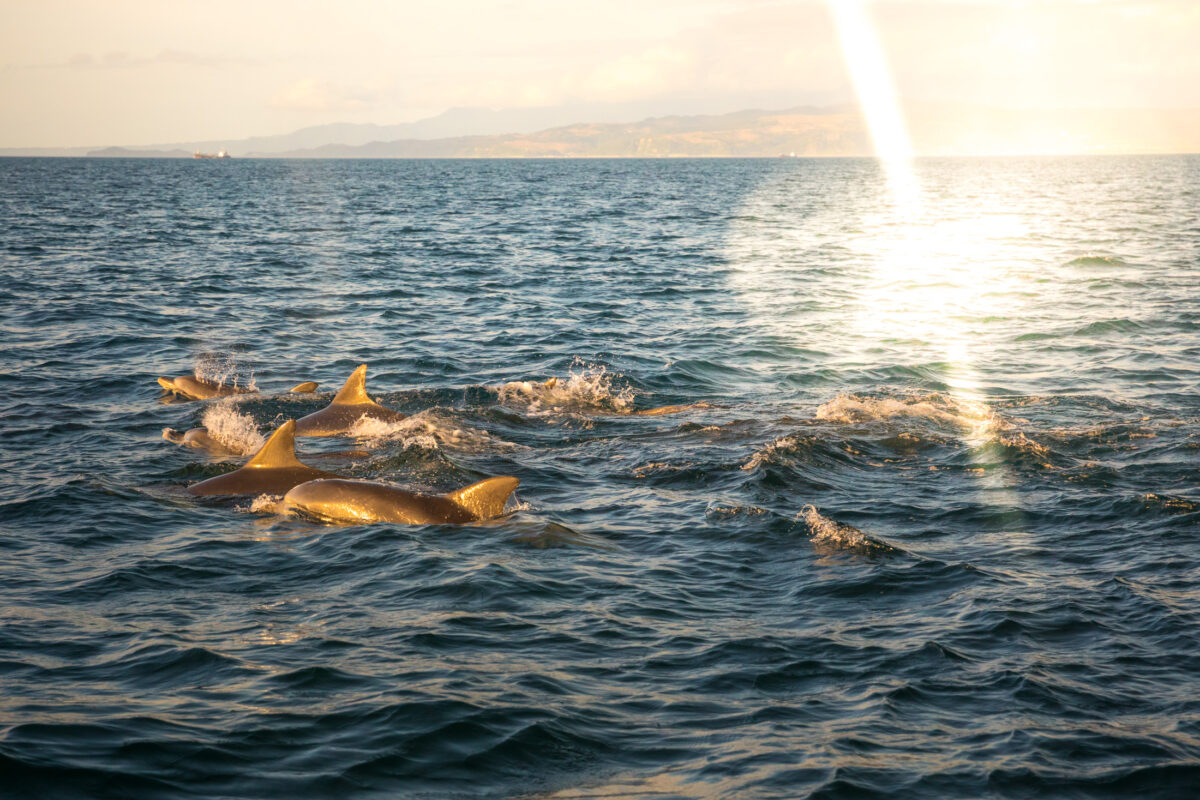 amakusa, dolphin, natural, nature, ocean, sea