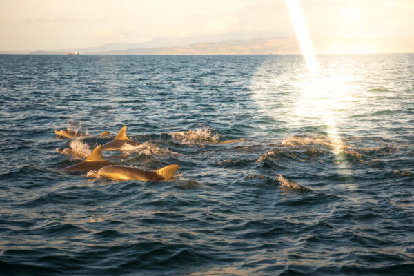 Tranquil Dolphin Encounter at Sunset - Graceful wild dolphins playing joyfully in the sea.