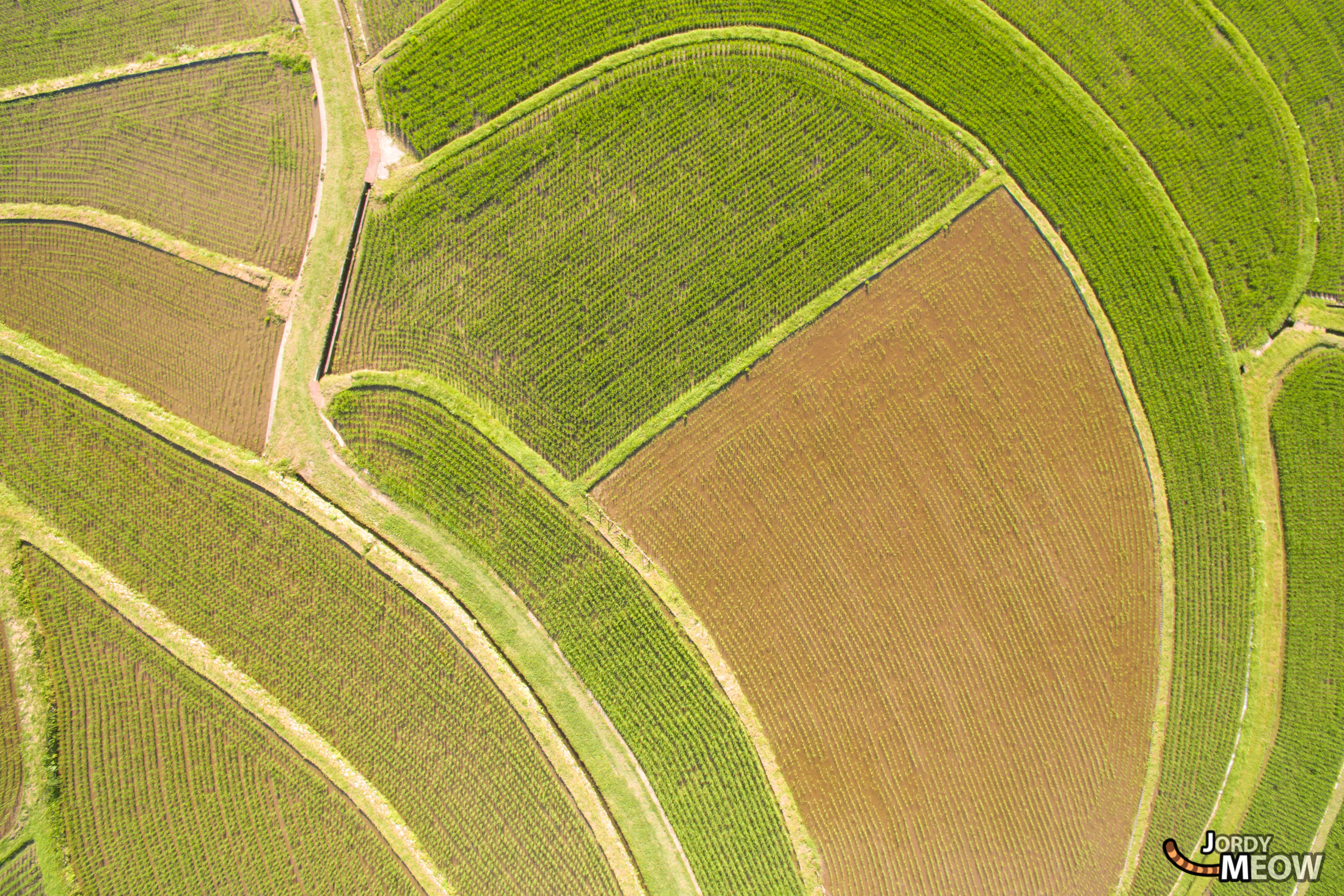 drink, drone, food, japan, japanese, kansai, natural, nature, rice, ricefield, wakayama