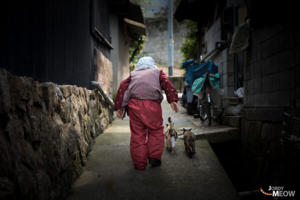 Charming alleyways of Manabe-shima: old houses, roaming cats, tranquil oasis captured in book.