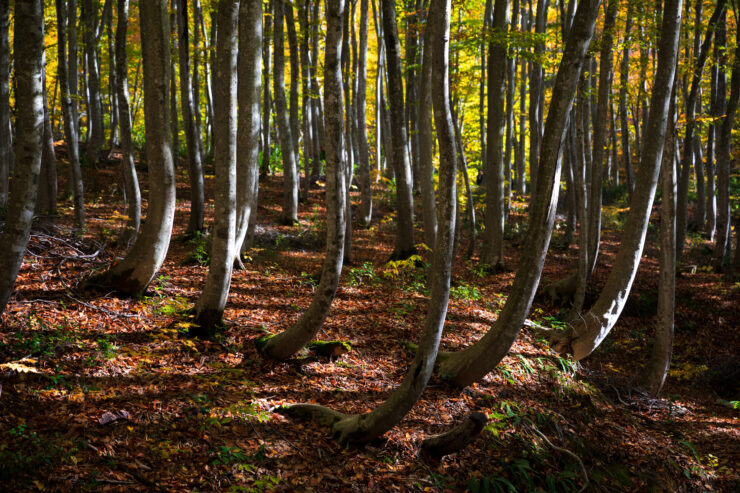 Enchanting Graceful Beauty Forest: Elegant trees, warm sunlight, inviting exploration of majestic natural beauty.