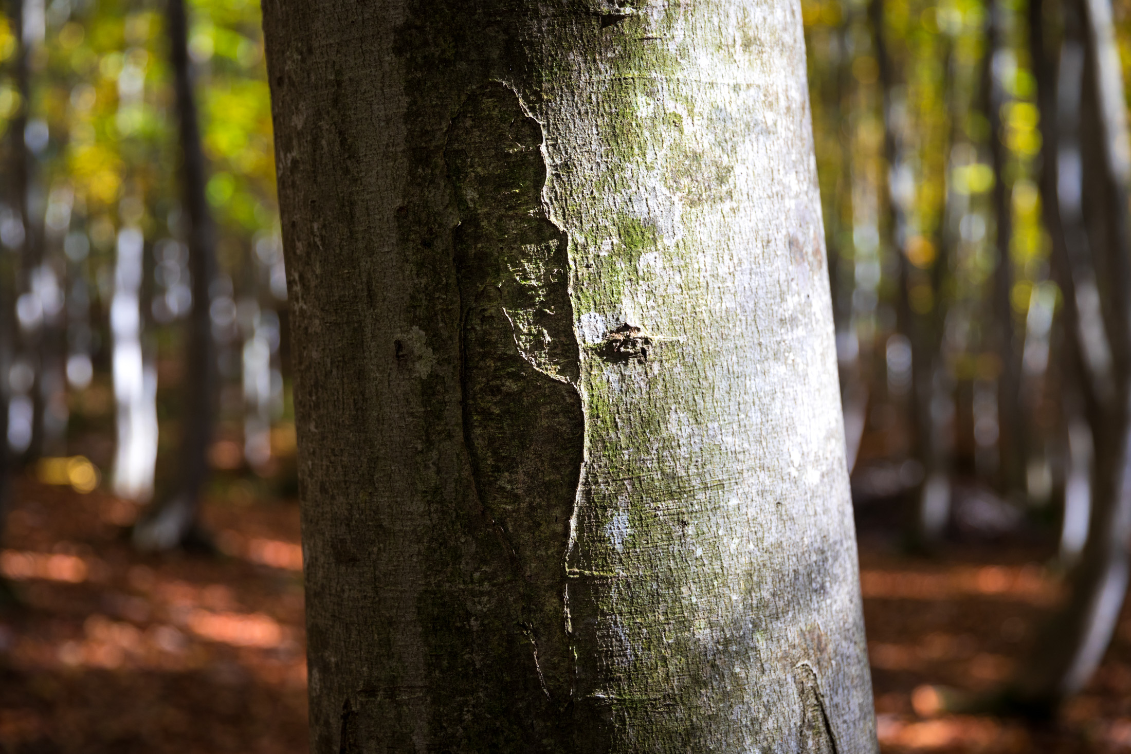 autumn, forest, natural, nature, tokamachi