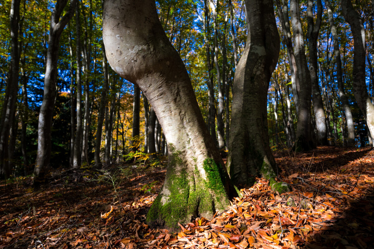 autumn, forest, natural, nature, tokamachi