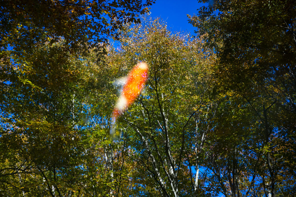 animal, autumn, fish, forest, natural, nature, pond, tokamachi