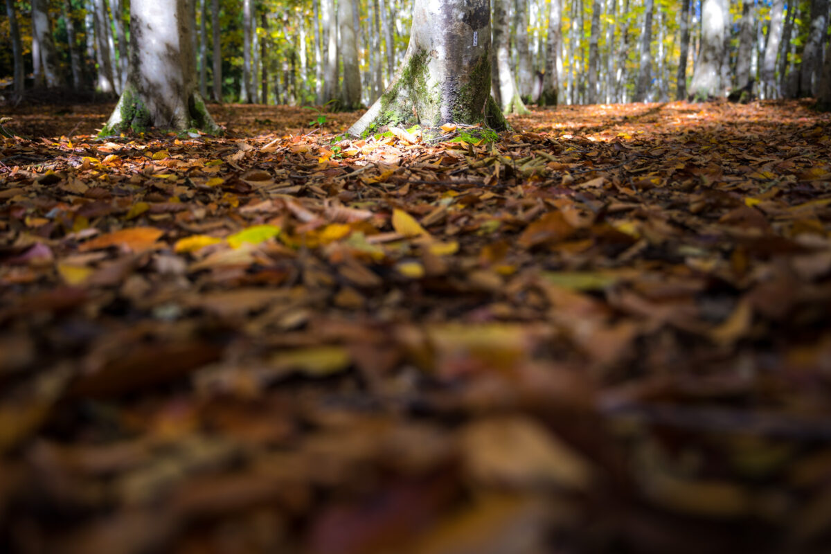 autumn, forest, natural, nature, tokamachi