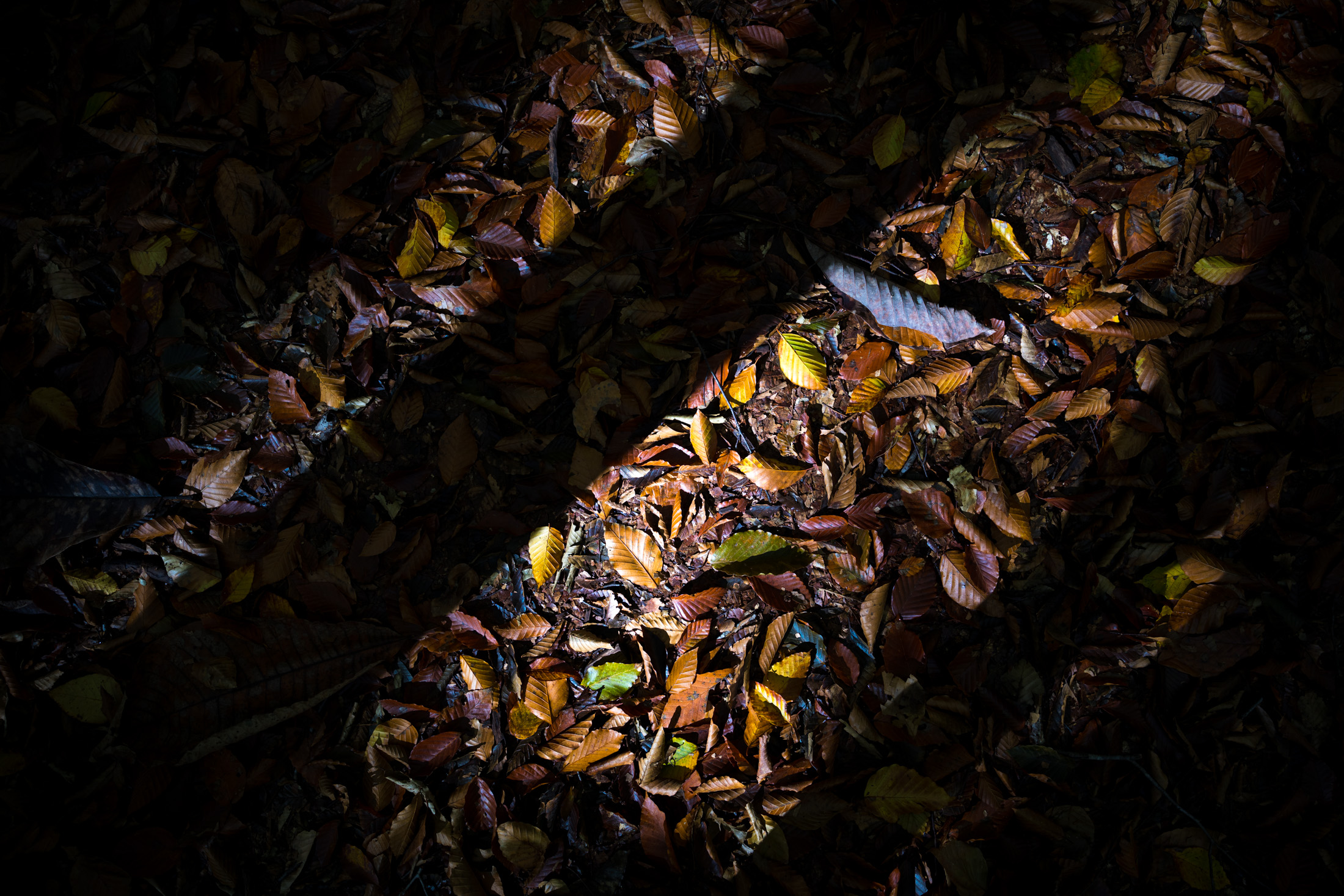 autumn, forest, natural, nature, tokamachi