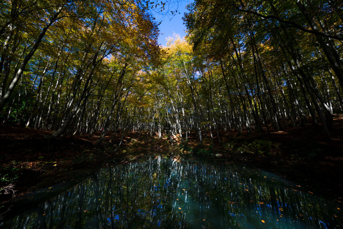 autumn, forest, natural, nature, pond, tokamachi