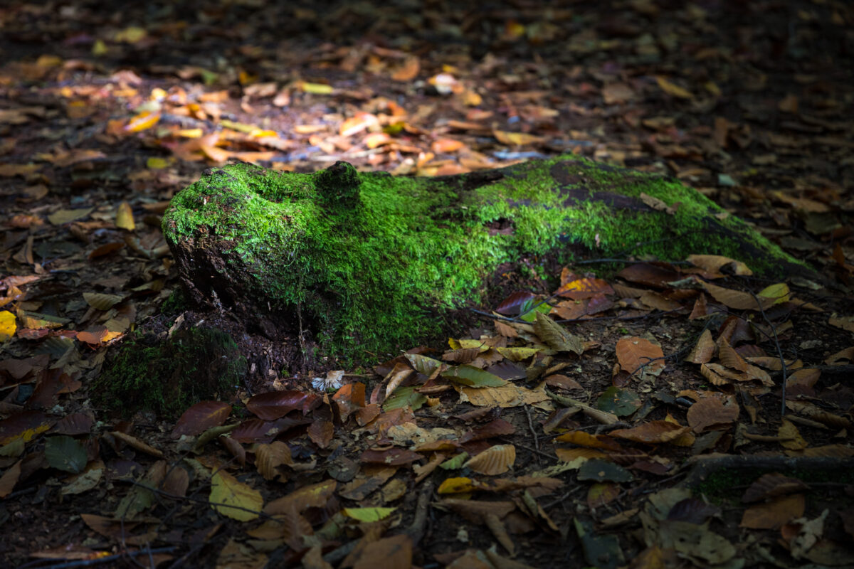 autumn, forest, natural, nature, tokamachi