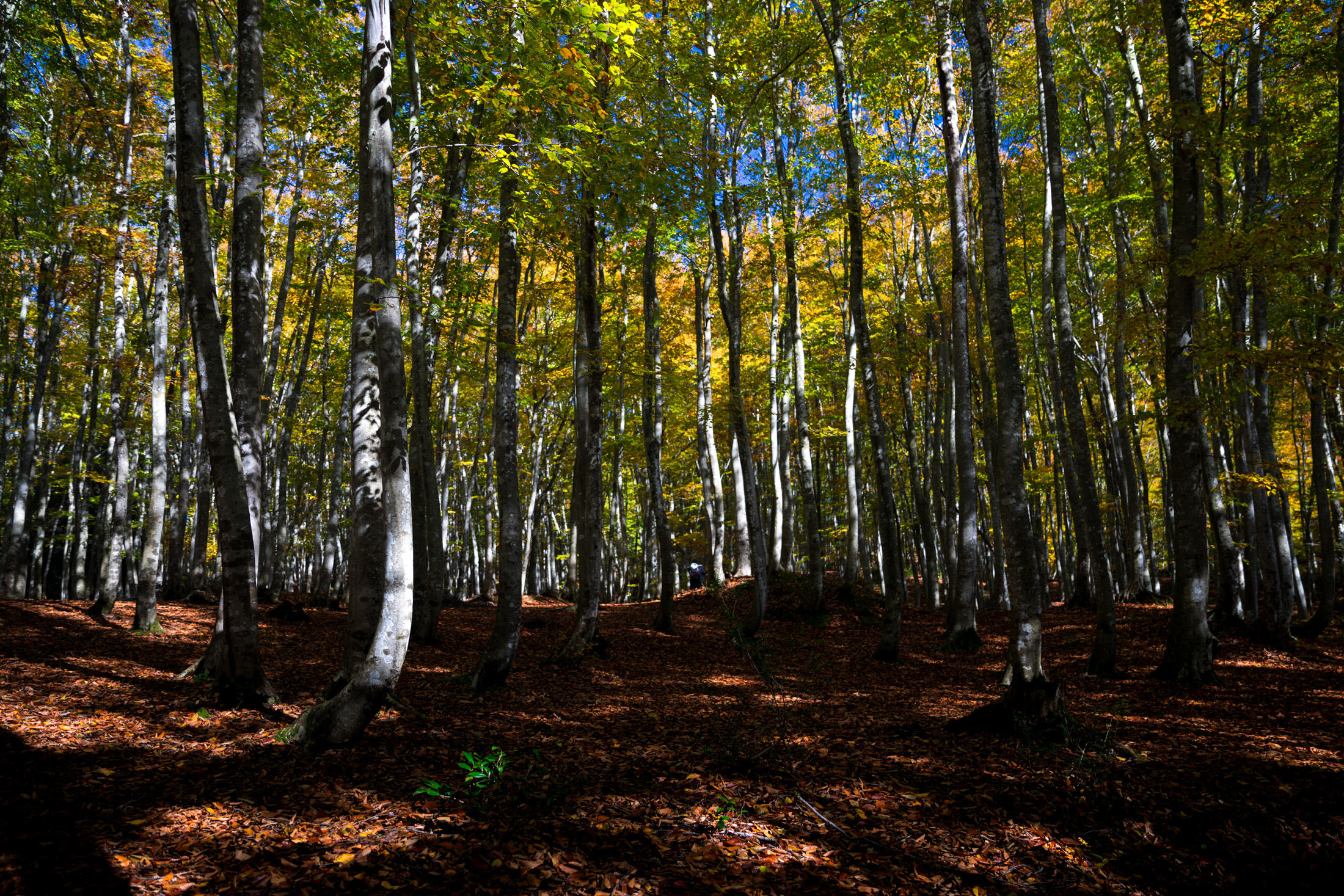 autumn, forest, natural, nature, tokamachi