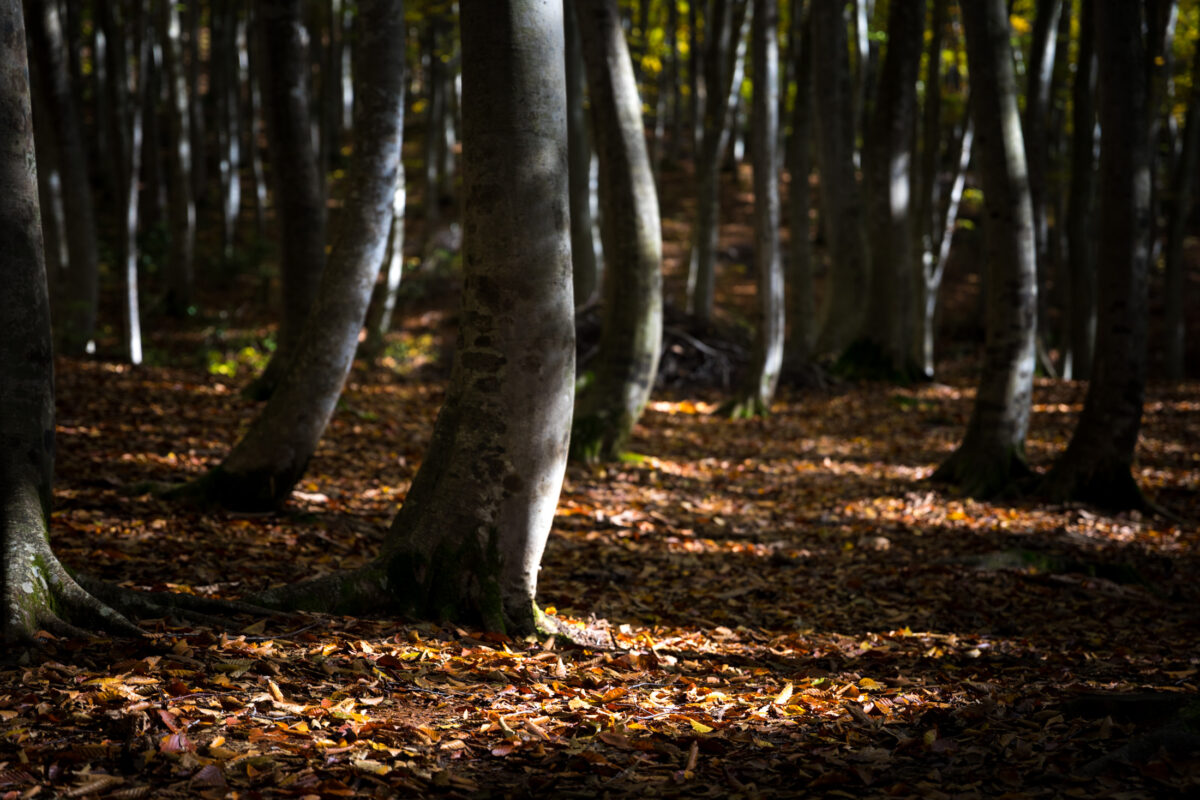 autumn, forest, natural, nature, tokamachi