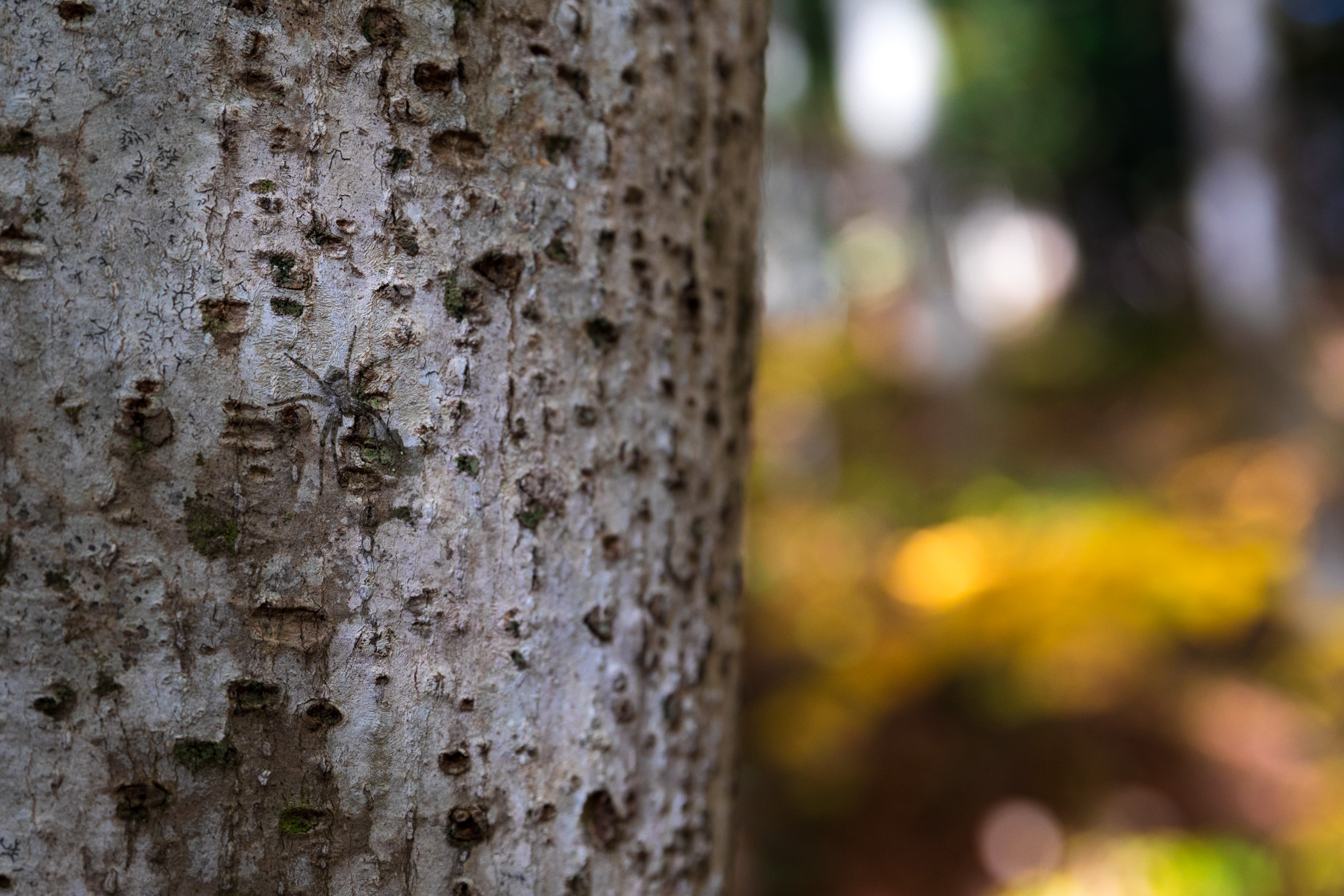 autumn, forest, natural, nature, tokamachi