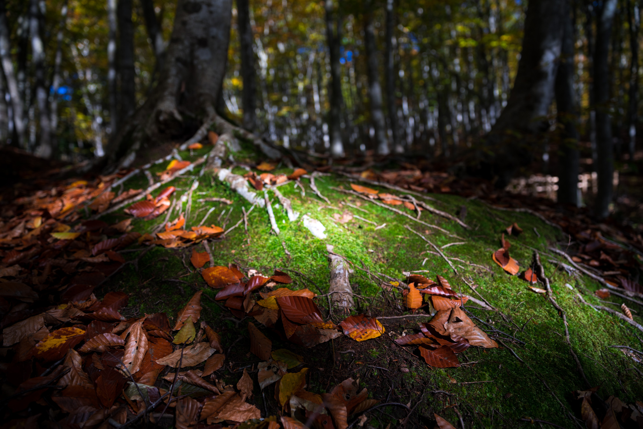 autumn, forest, natural, nature, tokamachi