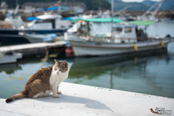 Cat Island: A serene oasis in Japan, where feline companions outnumber people.