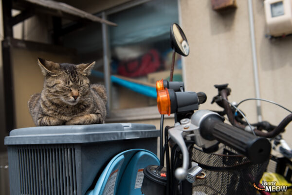 Charming cat paradise: Manabe-shimas feline allure in Japan.