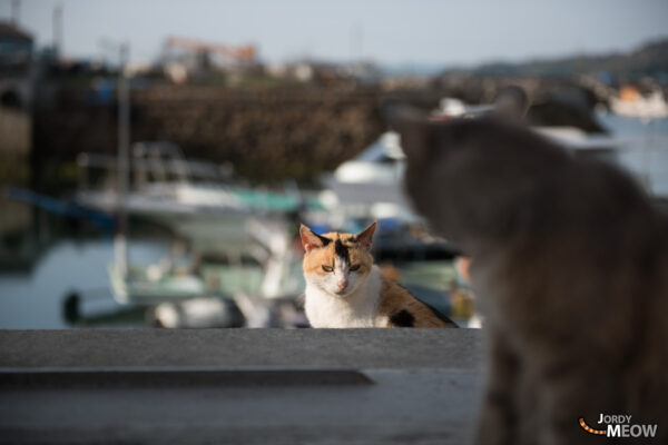 Discover the enchanting feline-filled haven of Manabe-shima in Japans Okayama prefecture.