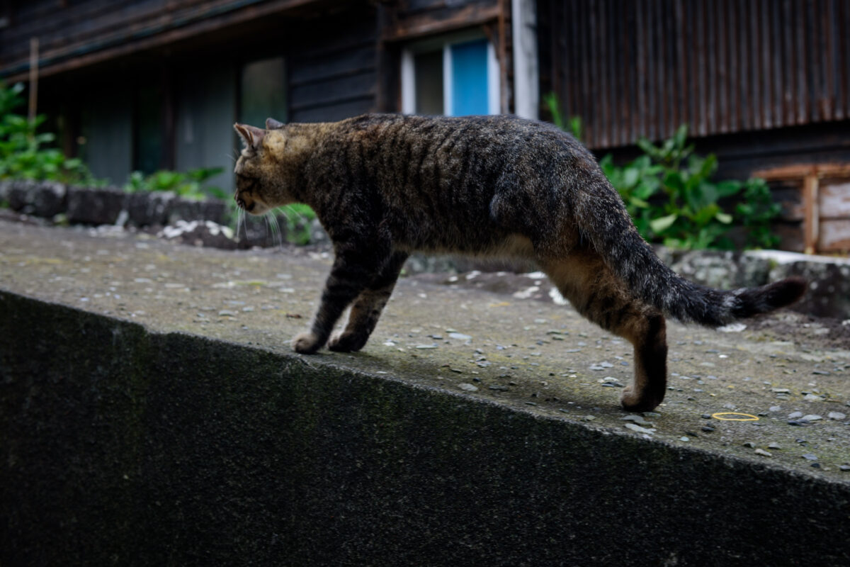 animal, cat, island, japan, japanese, kanto, natural, nature, oshima, tokyo