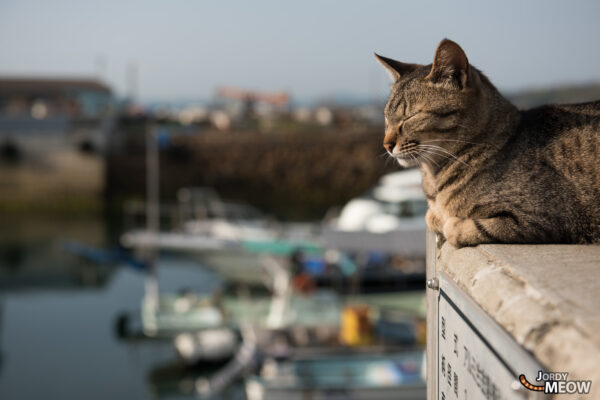 Explore the captivating charm of Manabe-shima, where cats outnumber people in this Japanese oasis.