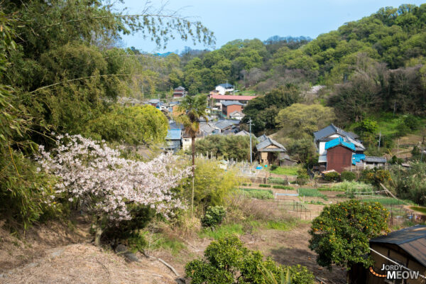 Enchanting Cat Island with cherry blossoms, traditional village, and abundant cats in Japan.