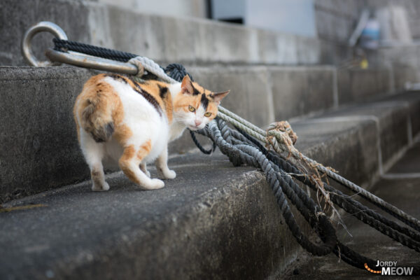 Discover the charm of Manabe-shima: cats, culture, and serene beauty in Japan.