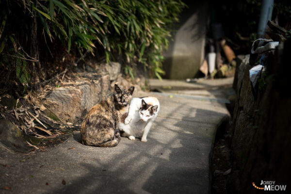 Enchanting Island of Cats: A Timeless Charm in Japan.